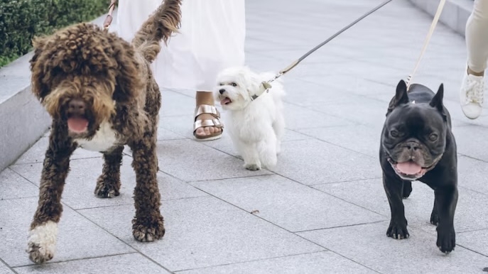 Monaco to distribute free bottles to help dog owners keep streets clean